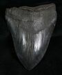Megalodon Tooth - Great Blade #6310-2